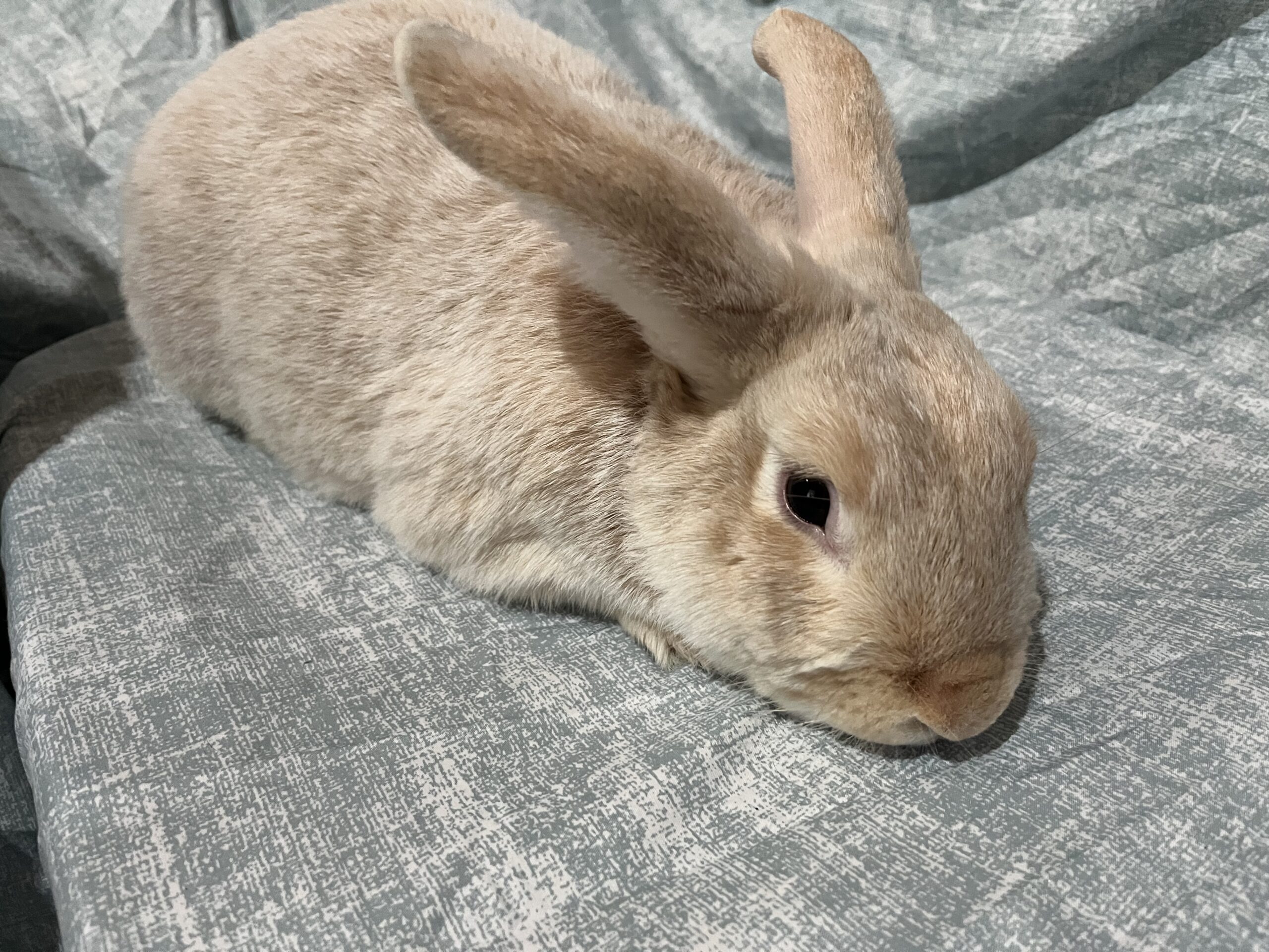 Meet My Rabbits: Adonis