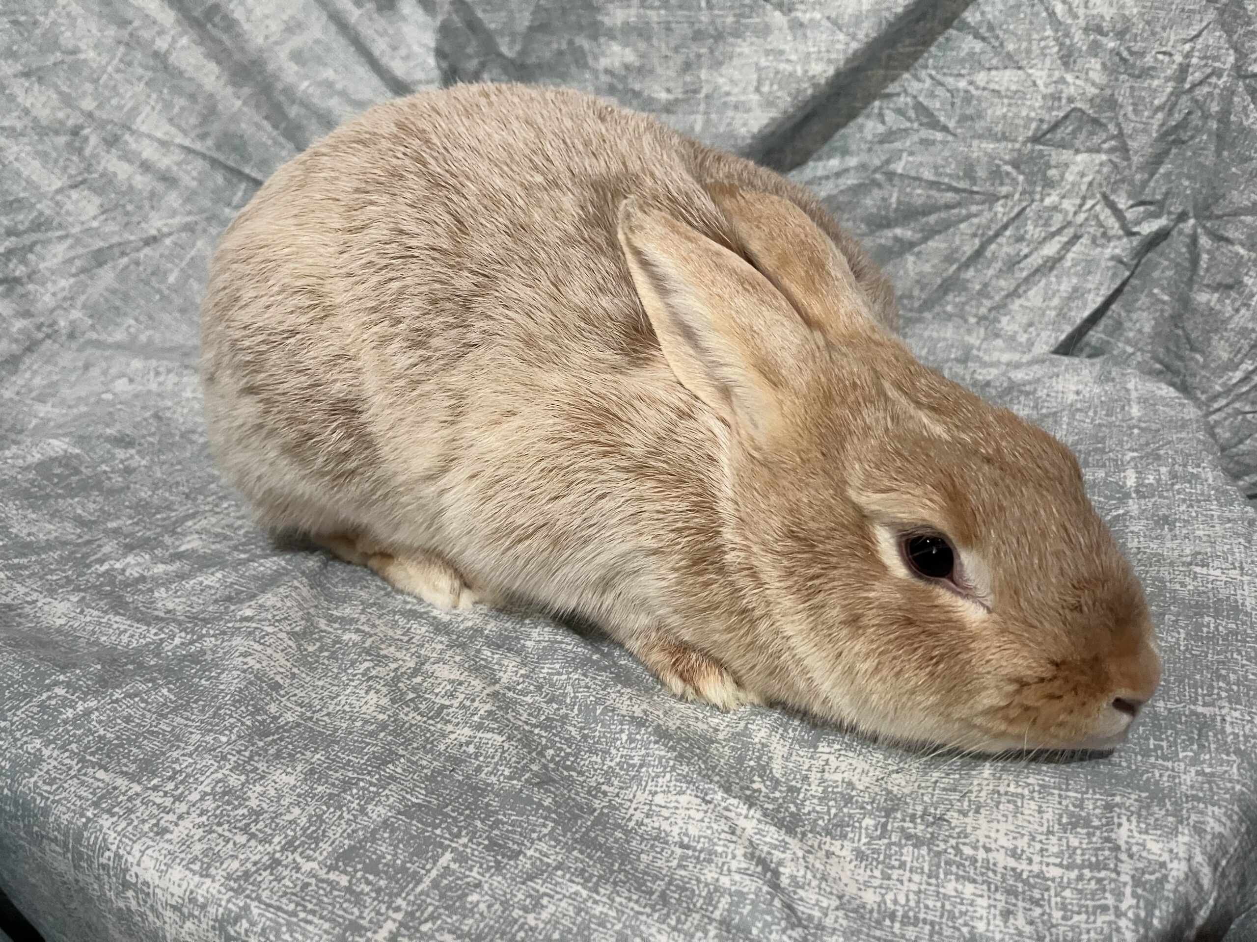 Meet My Rabbits: Cream Cake