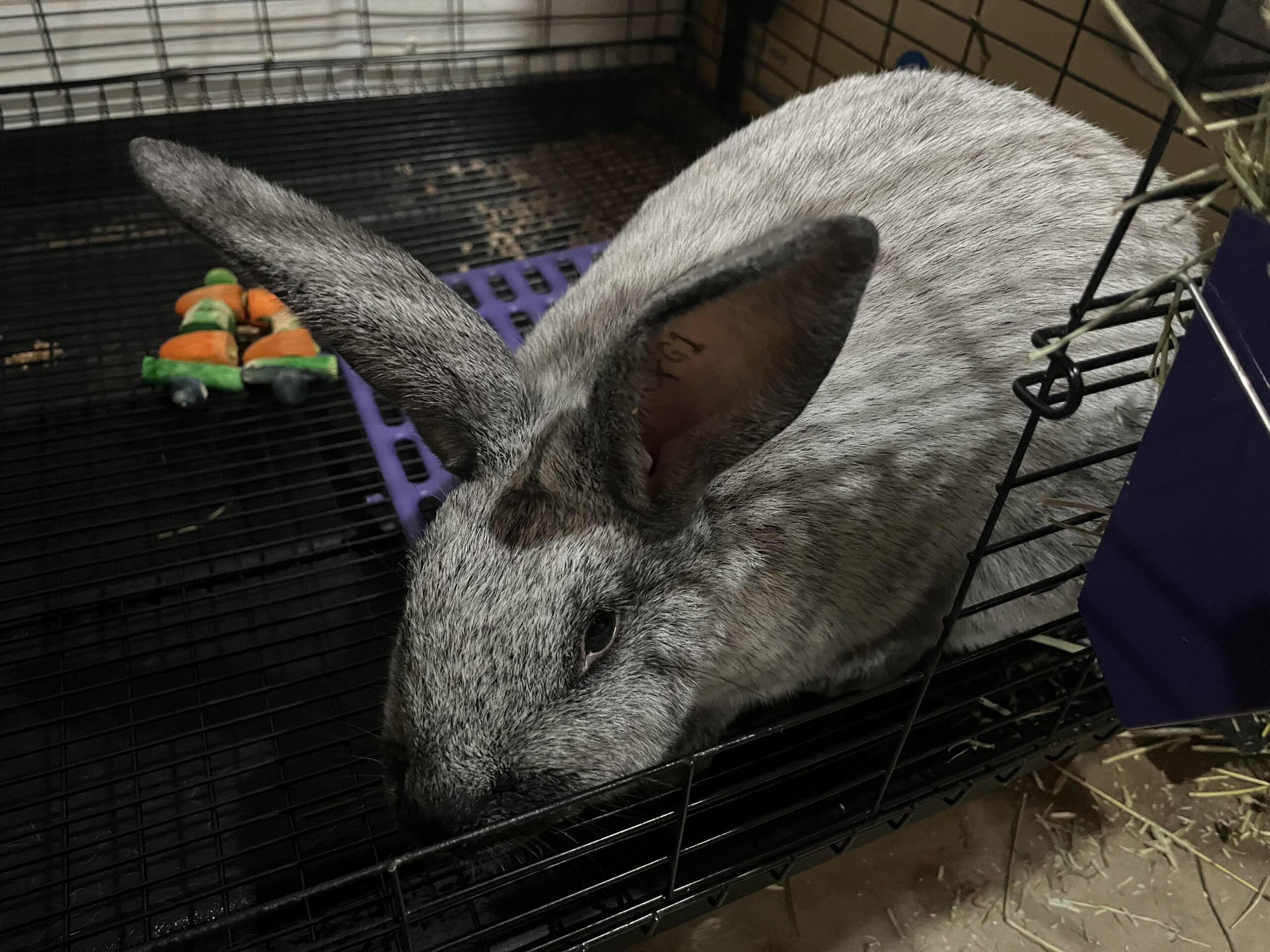 Meet My Rabbits: Denna Girl