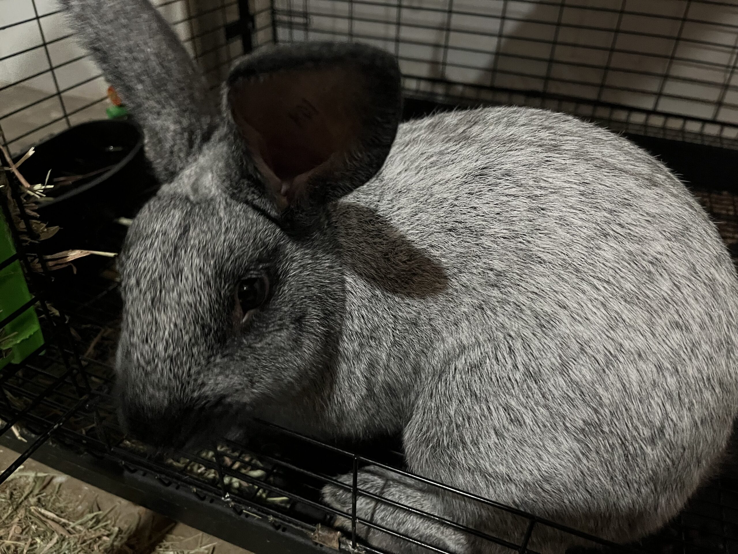 Meet My Rabbits: King Dude
