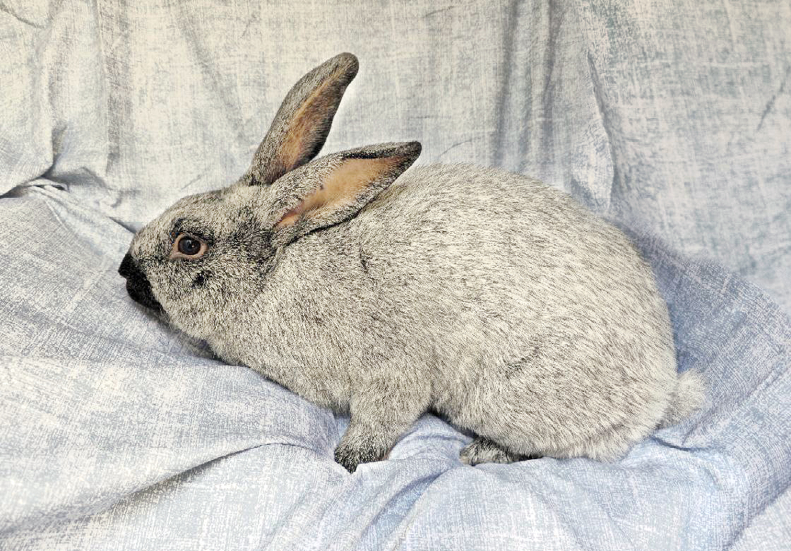 Why I Chose Champagne d’Argents for My Rabbitry