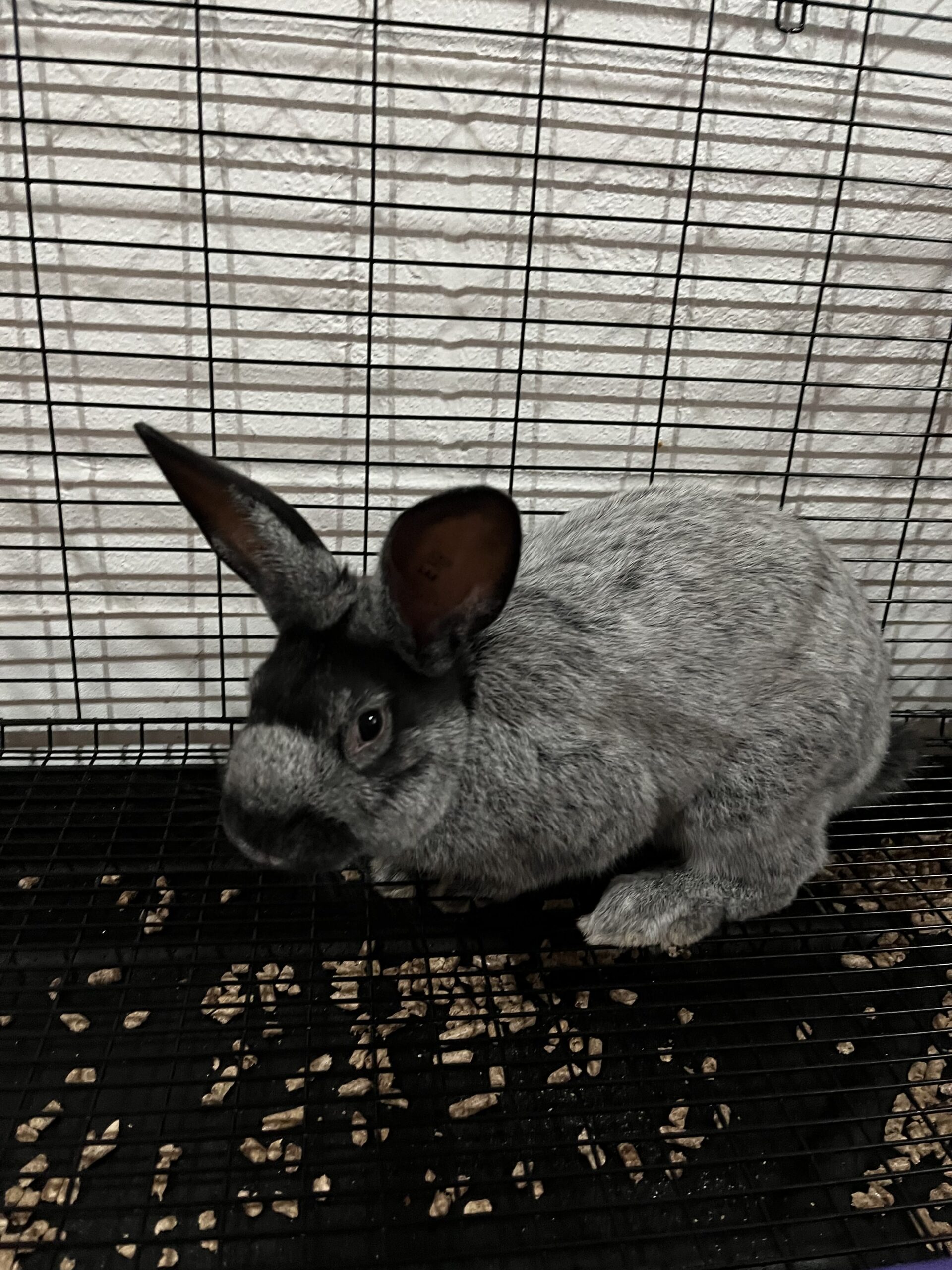 Why I chose to use wire cages indoors for my rabbitry