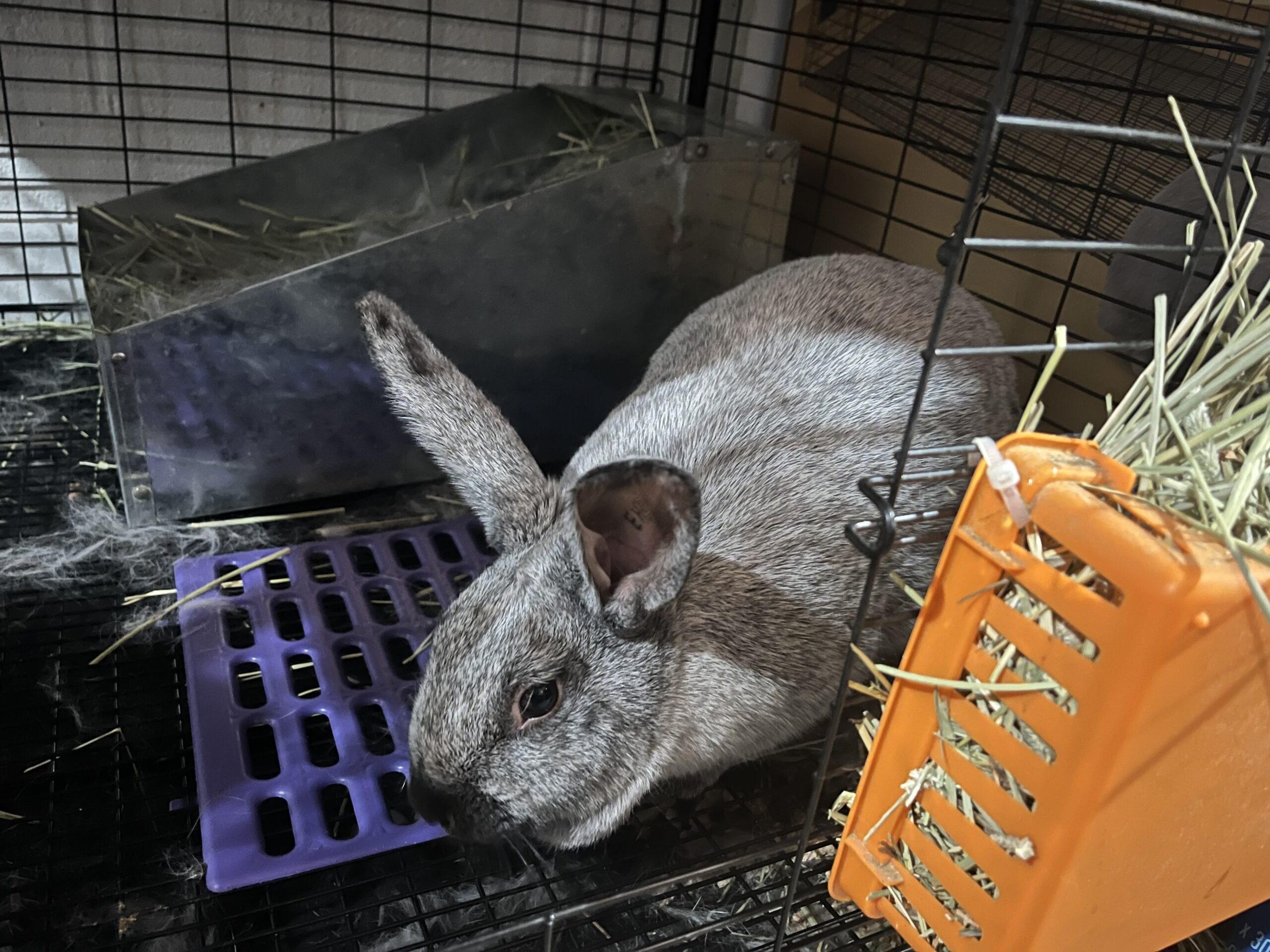 Meet My Rabbits: Hart