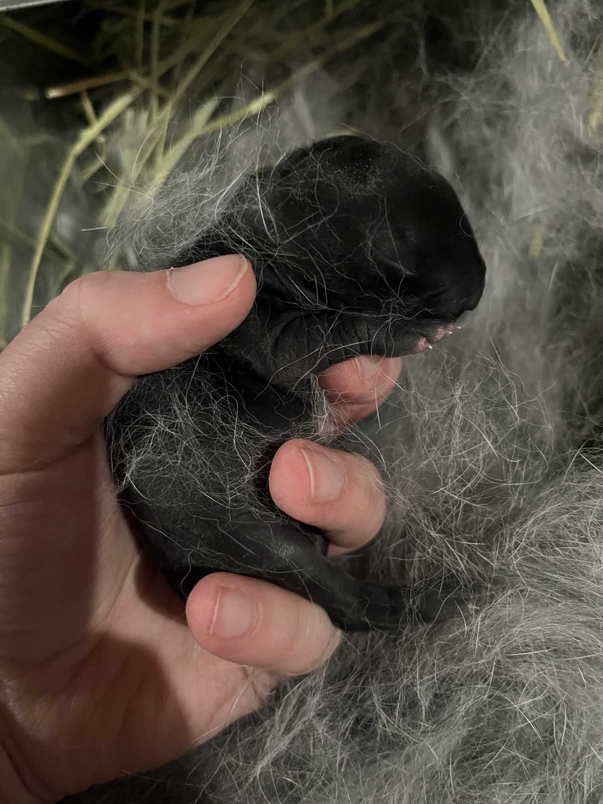 Baby Champagne d’Argents Born!