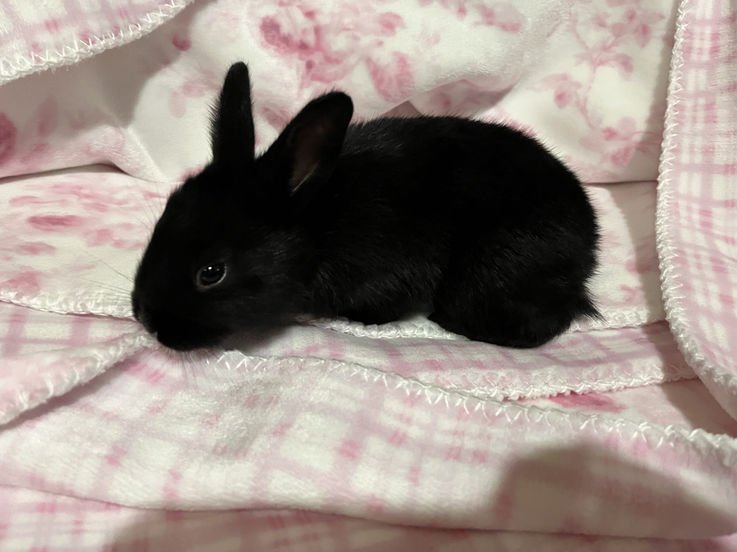 Champagne Color Change: Newborn – 3 Weeks