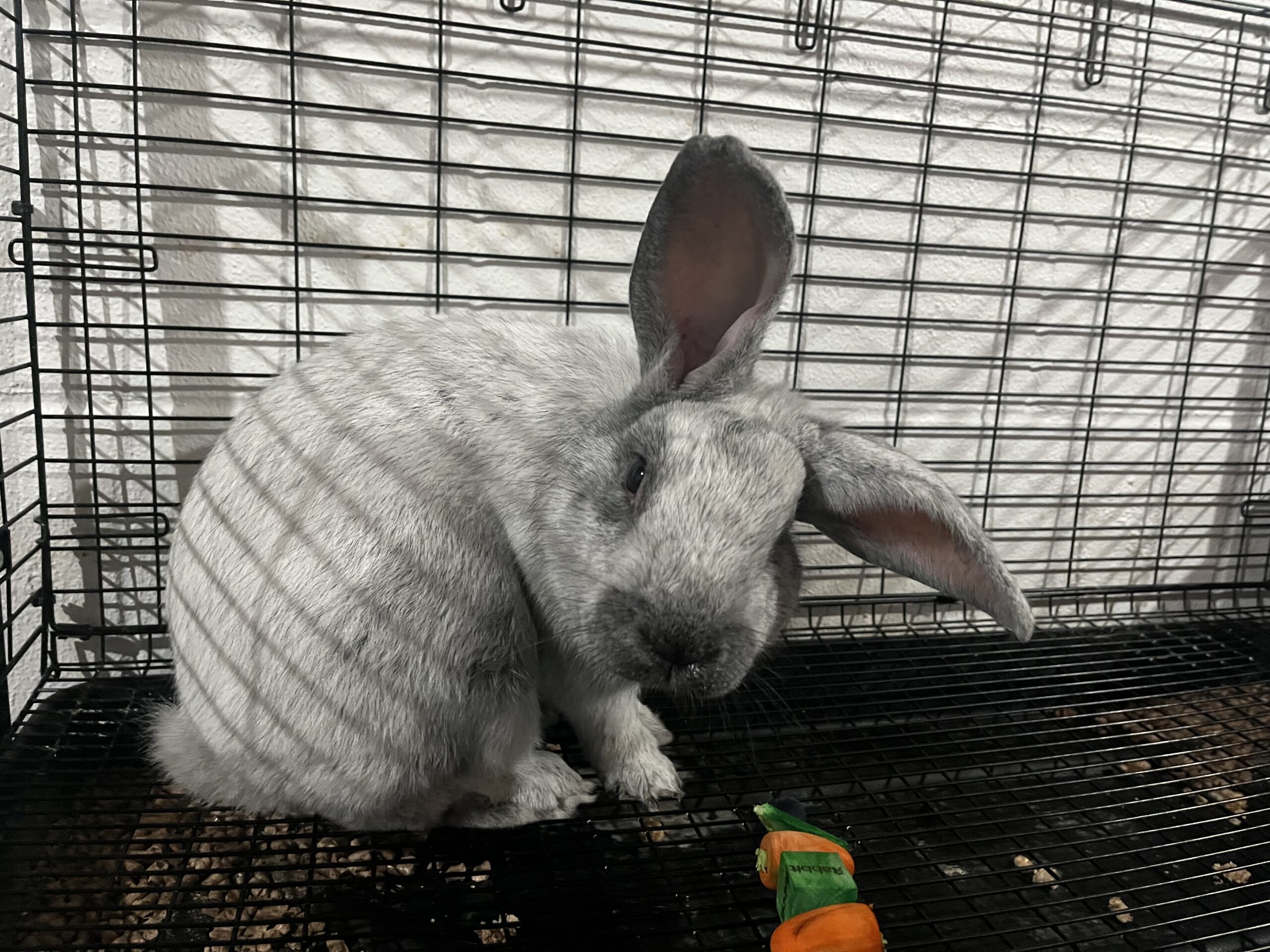 Meet My Rabbits: Valerian