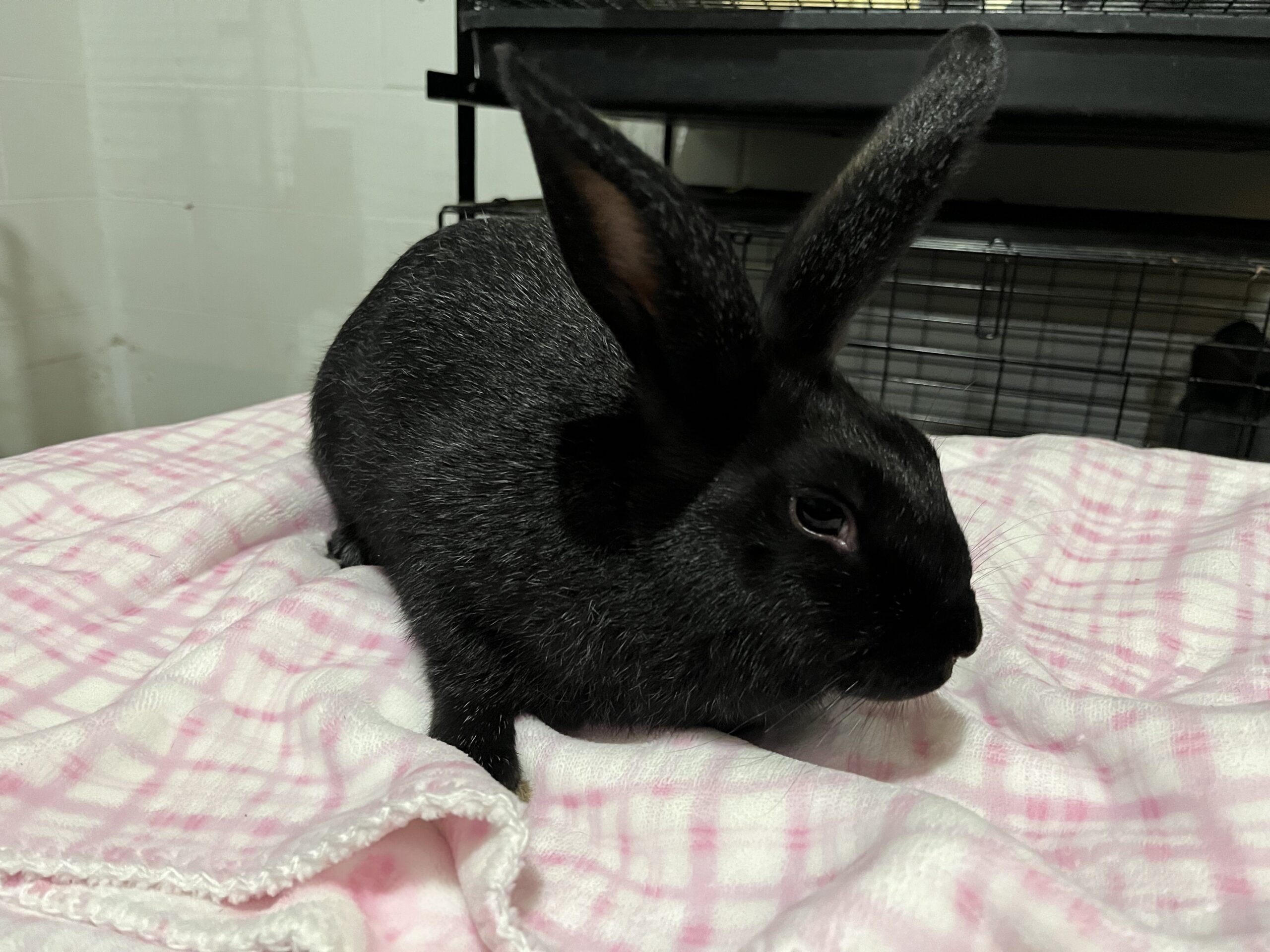 Meet My Rabbits: Zoe