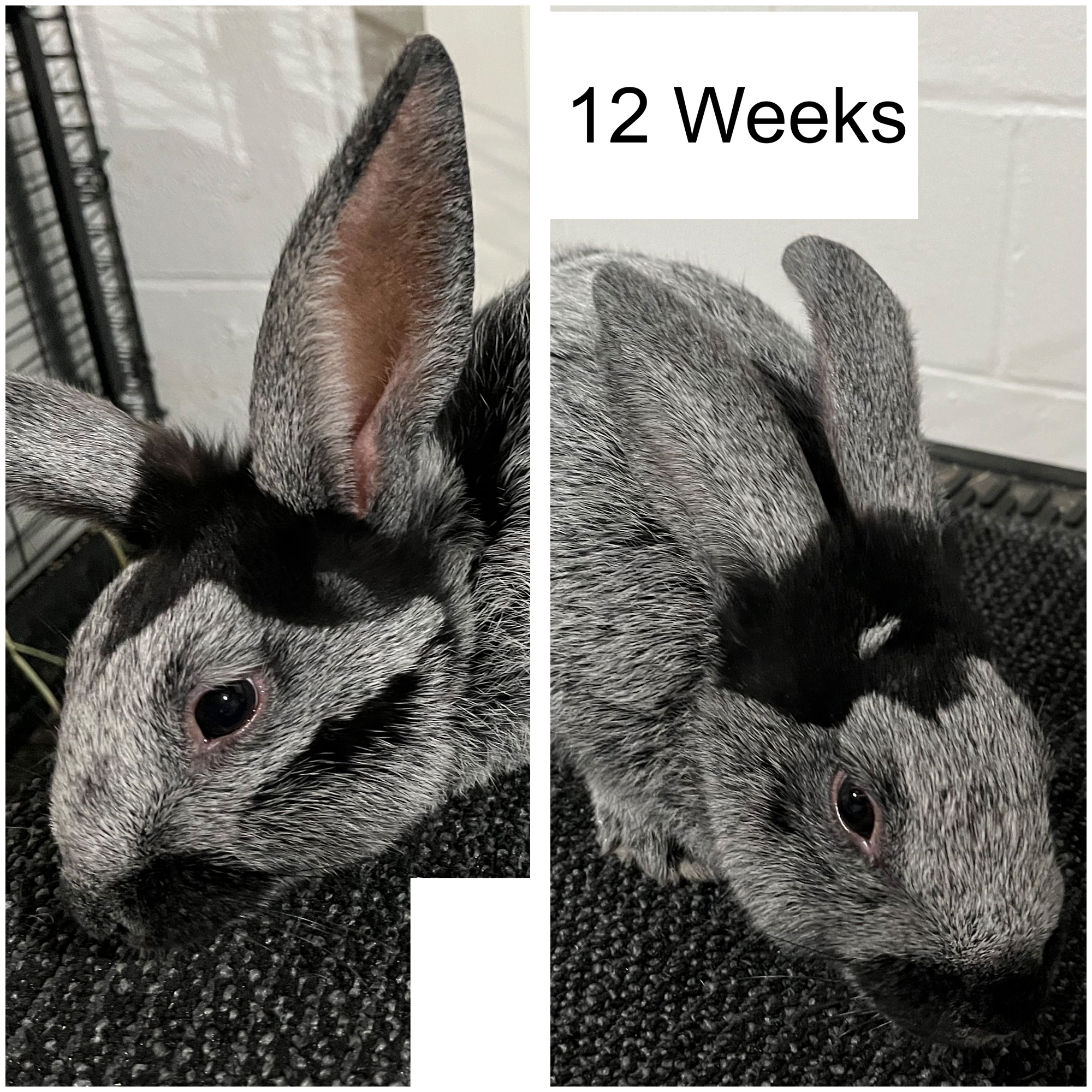 Champagne Color Change: 12 Weeks