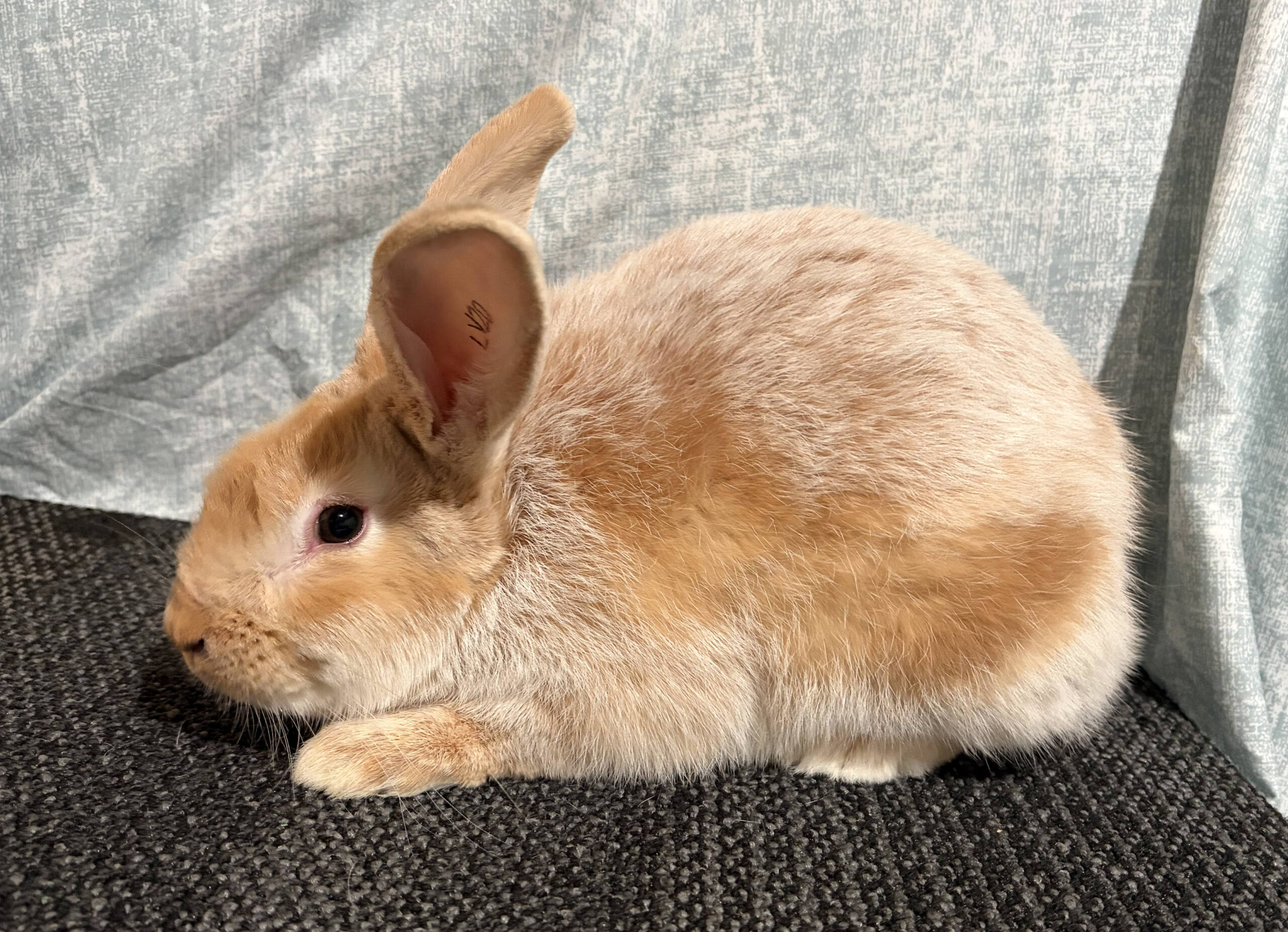 Meet My Rabbits: Scotty