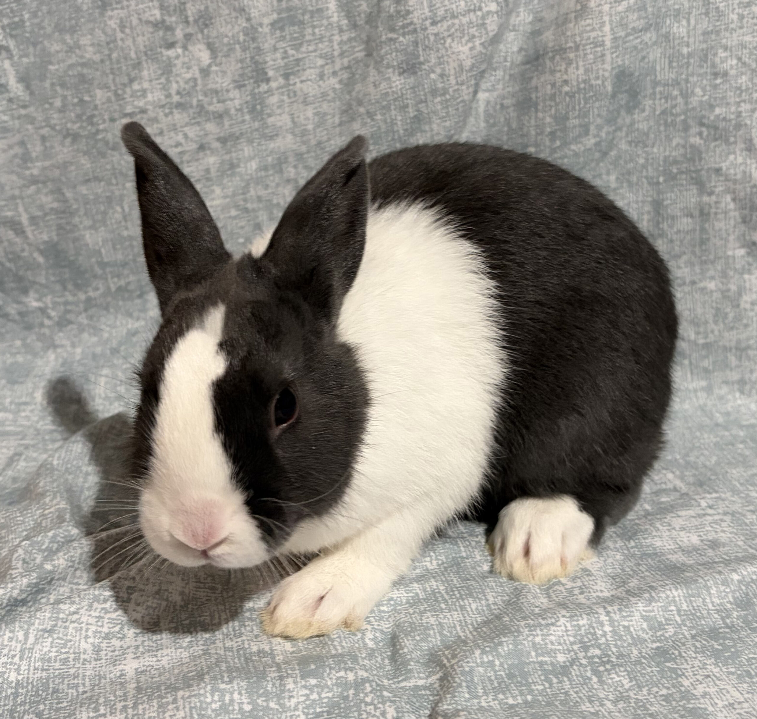 Meet Our Rabbits: Baby