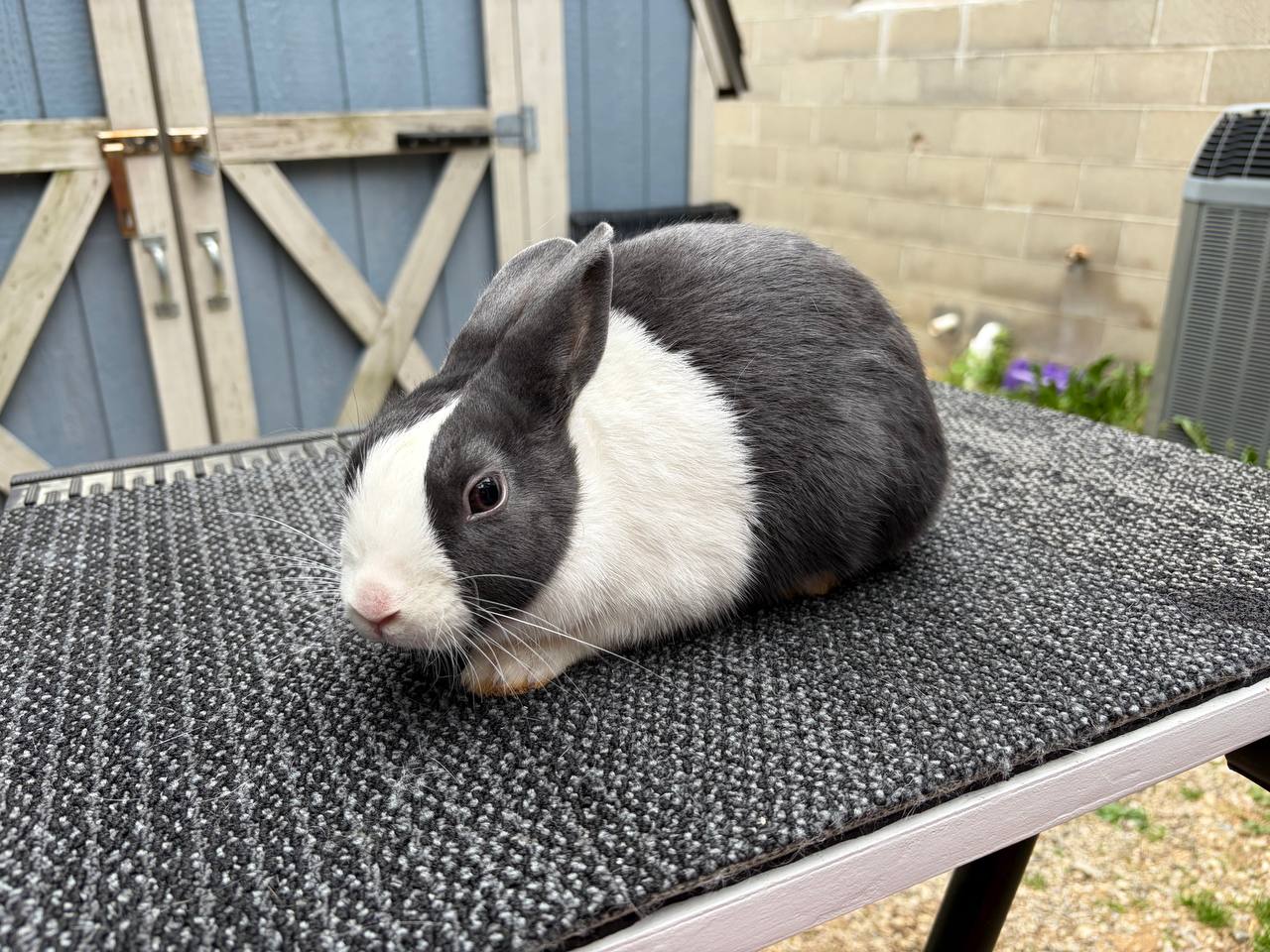 Meet Our Rabbits: Sweetie