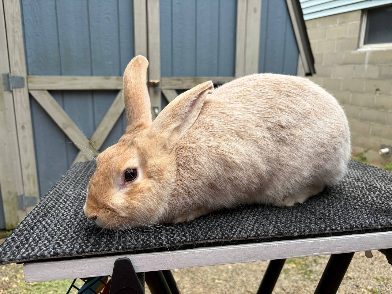 Meet My Rabbits: Leia