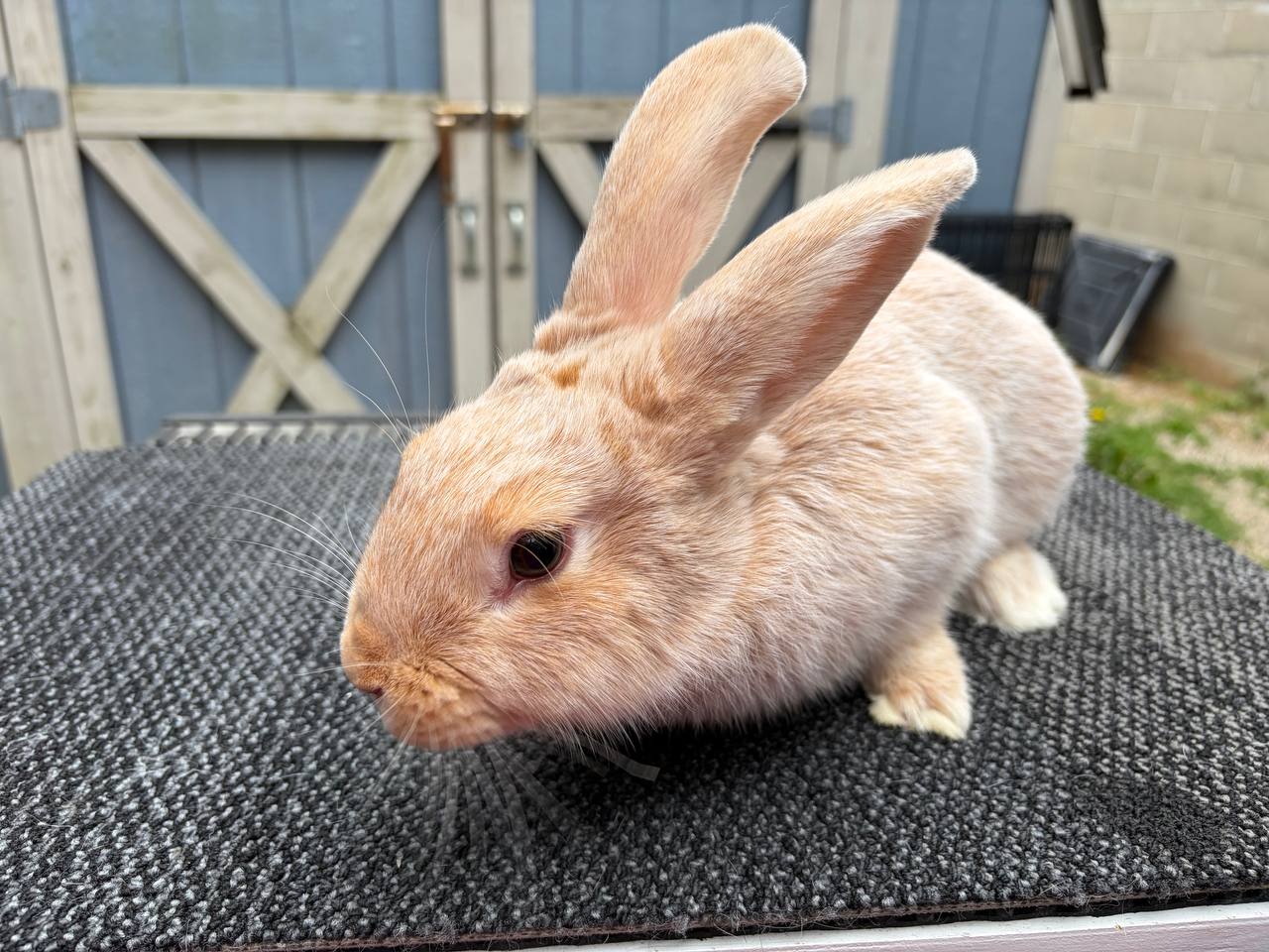 Meet My Rabbits: Kai Opaka