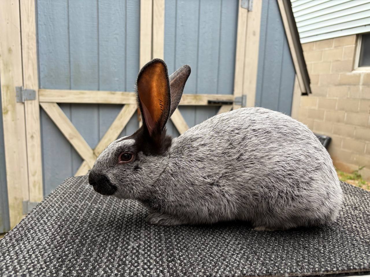 Meet My Rabbits: Sten