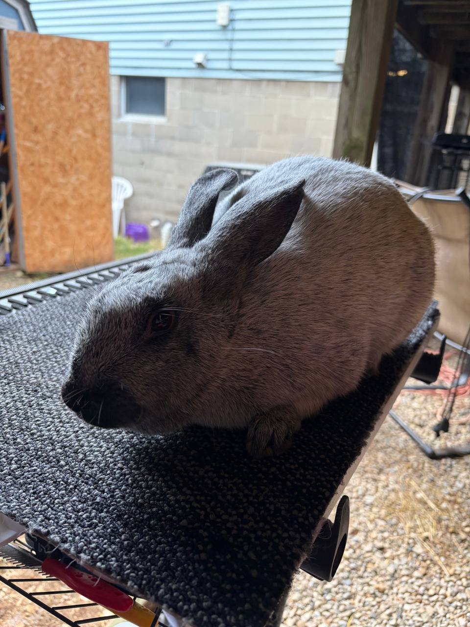 Meet My Rabbits: Kiri