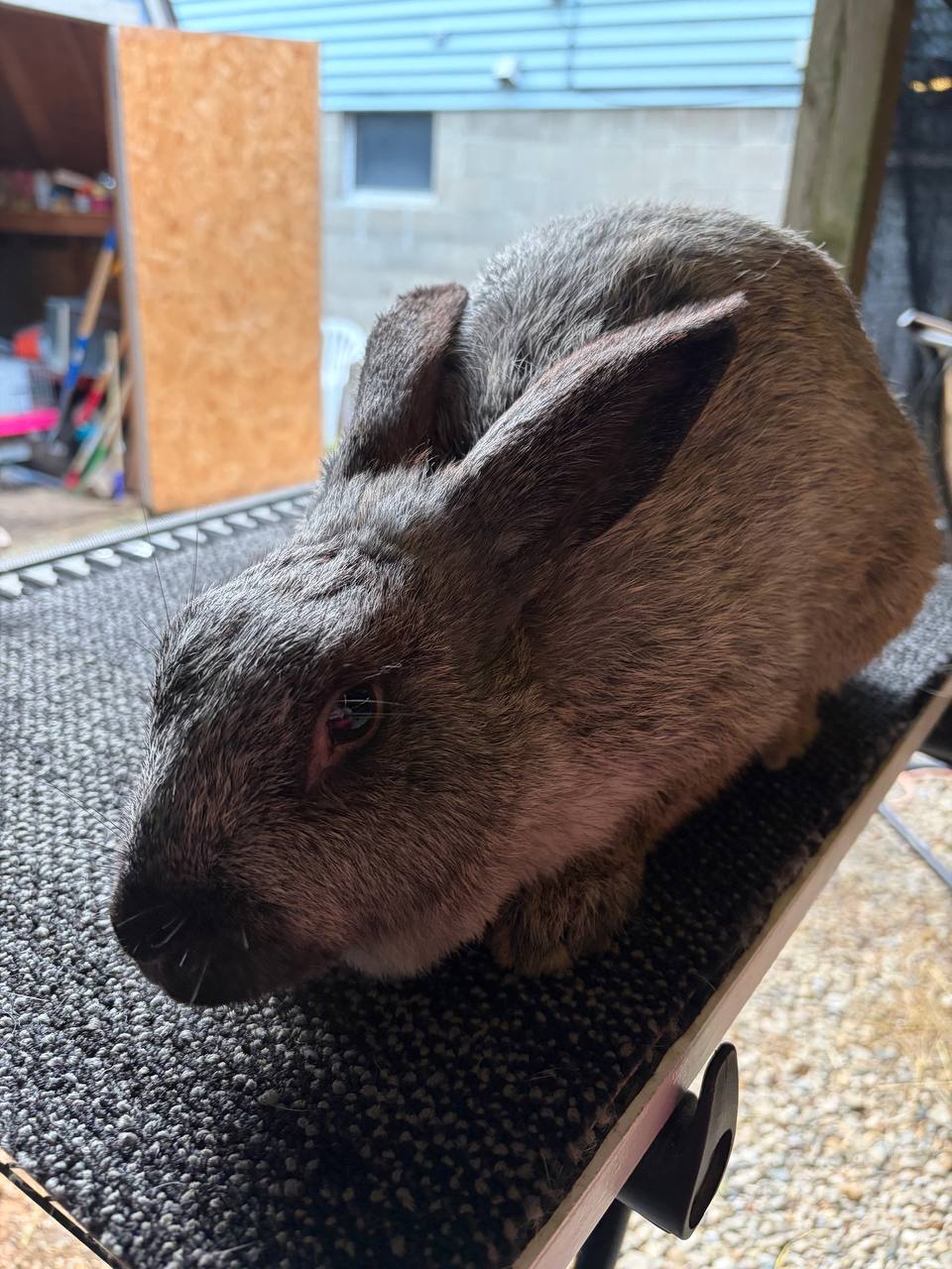 Meet My Rabbits: Zoom